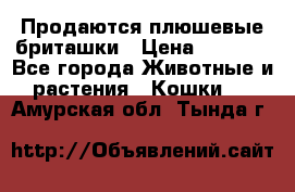 Продаются плюшевые бриташки › Цена ­ 2 500 - Все города Животные и растения » Кошки   . Амурская обл.,Тында г.